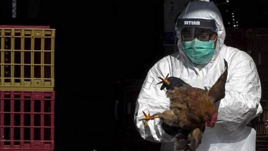 تسجيل أول إصابة بشرية بسلالة  "H10N3" من إنفلونزا الطيور