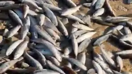 نفوق آلاف الأسماك على ساحل ميلاس والسلطات تبدأ تحقيقاً بيئياً