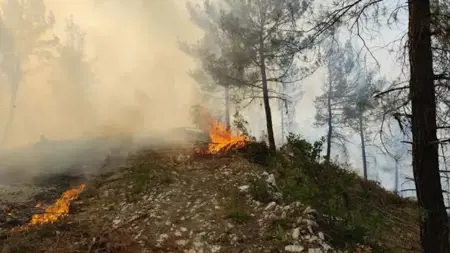 جهود مكثفة للسيطرة على حريق غابة في دورسون بي بولاية باليكسير