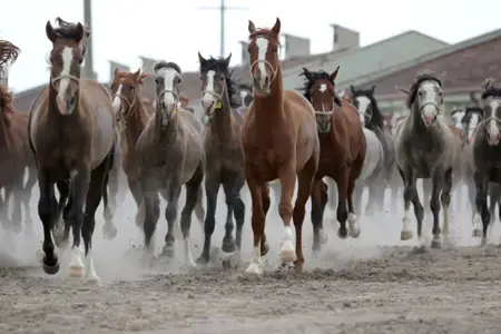 هواية الخيول تتحول إلى مشروع تربية خيول عربية أصيلة لعائلة في يوزغات التركية