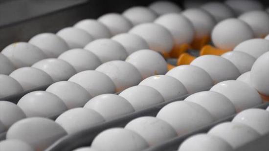 وزارة التجارة  التركية تحقق في  ارتفاع أسعار البيض