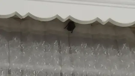 خفاش يعض آذان طفلين في ولاية إغدير