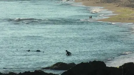 السلطات التركية تعثر على عدد كبير من القذائف غير المنفجرة في شاطئ شيلا