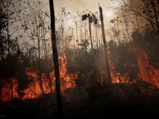 حرائق الأمازون.. رئة الأرض تستغيث