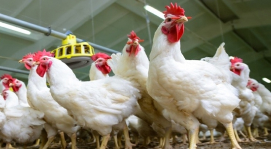 ذبح 93 مليون دجاجة وإنتاج 1.6 مليار بيضة مائدة بتركيا خلال أغسطس
