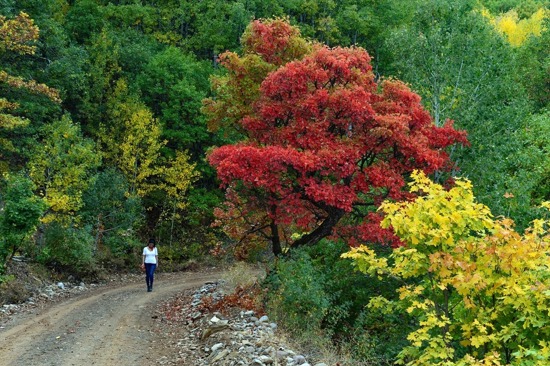 صور :ألوان الخريف في محافظة تونجلي جنوب شرق تركيا.
