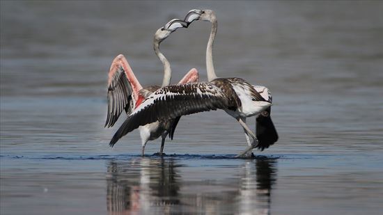 طيور الفلامينغو تهاجر من بحيرة "وان" التركية نحو إفريقيا
