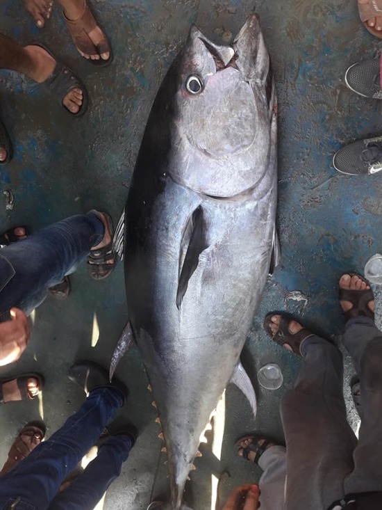 صور : صيادون فلسطينيون في غزة يصطادون سمكة عملاقة تزن 160 كيلو غرام