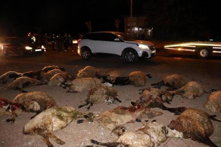 نفوق 70 خروفًا إثر صدمها بسيارة في شانلي أورفا بجنوب تركيا