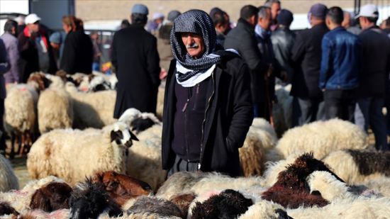  30 ألف رأس من الماشية التركية في طريقها  إلى قطر
