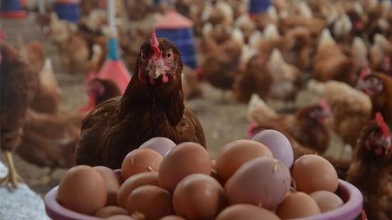 ذبح 104 ملايين دجاجة في تركيا خلال أكتوبر الماضي