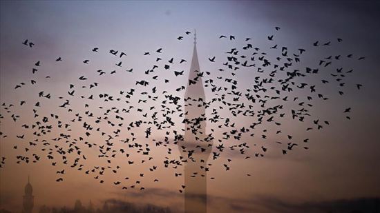 سماء "كوتاهية" التركية تتزين بأسراب الطيور الطبيعية