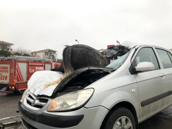 حادث مروع في إسطنبول.. حصان يقتحم سيارة