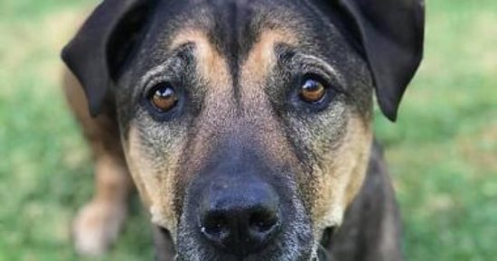 وفاة أول كلب في العالم بسبب كورونا