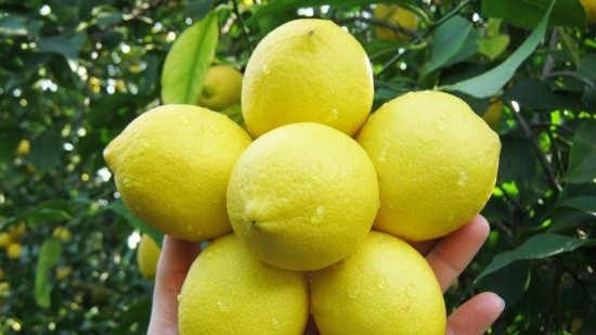 تركيا تقيّد تصدير الليمون إلى الخارج مع زيادة الطلب المحلي عليه