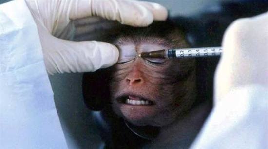 في الصين ..لقاح تجريبي يثبت فعاليته في محاربة كورونا لدى القردة