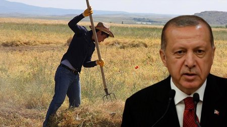 أراضي مجانية للمزارعين من الرئيس أردوغان