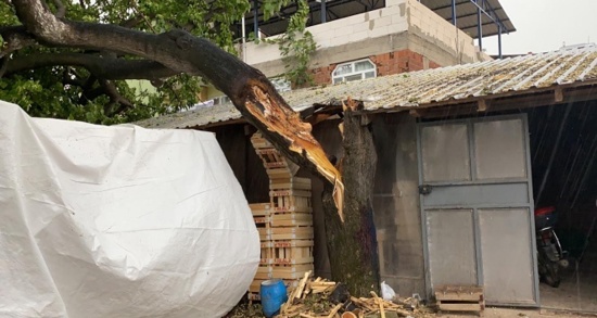 العواصف تقتلع شجرة عمرها 50 عامًا في بورصة