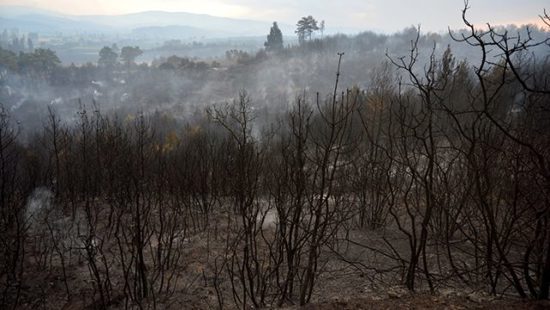 النيران تلتهم 450 هكتاراً من الغابات غرب تركيا