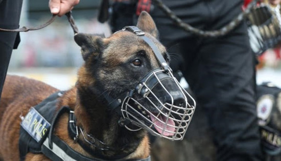 كلب بوليسي يحبط عملية تهريب مخدرات بقيمة 2.2 مليار دولار