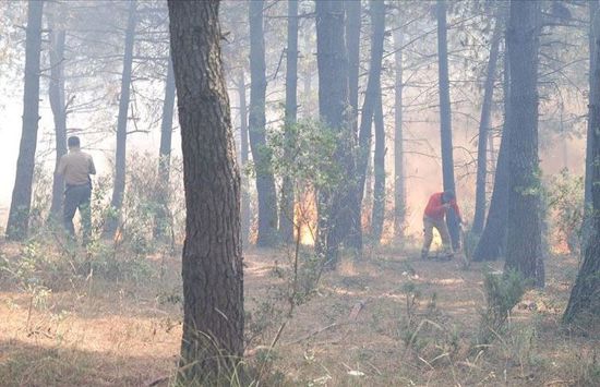 "مختل عقلي" يتسبب بحرق 1.6 هكتار من إحدى غابات إسطنبول