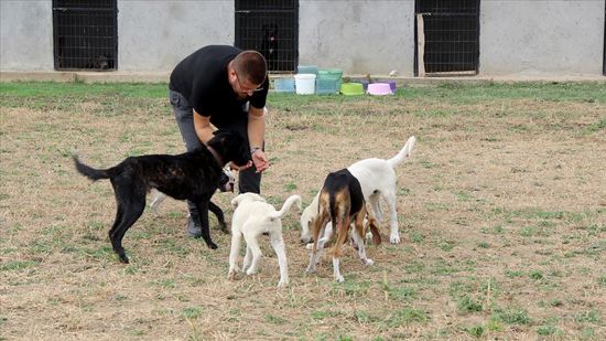 افتتاح فندق خاص لإيواء الحيوانات الأليفة في أدرنة التركية