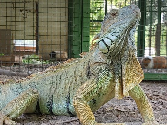 حديقة في مرسين تستقبل 57 حيوانًا من 11 نوعًا مختلفًا