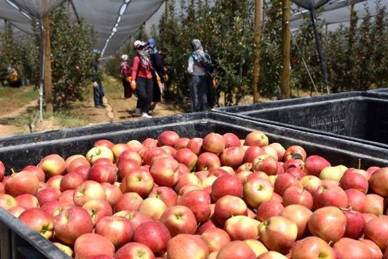 مدينة نيغدا التركية تستعد لتصدير 450ألف طن من التفاح