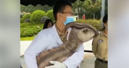 بالفيديو: حيوان غريب يظهر في الصين.. ما حكايته؟