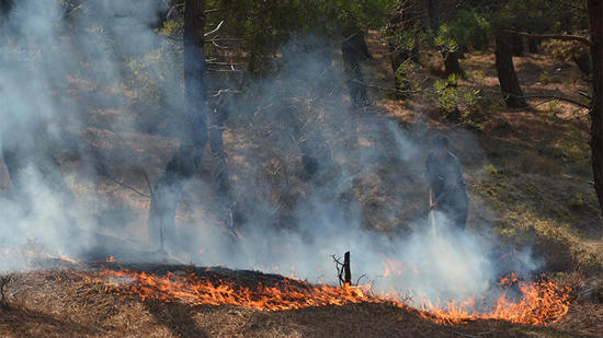 حريق في سينوب التركية.. والإطفاء يبذل جهوده