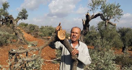 الاحتلال يقطع 30 شجرة زيتون فلسطينية في يوم واحد