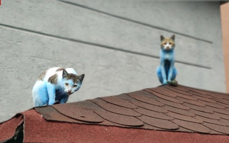 ما قصة القطط الزرقاء في كوتشوك تشكمجه؟