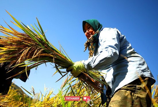 صور حصاد الأرز في بولو القبرصية