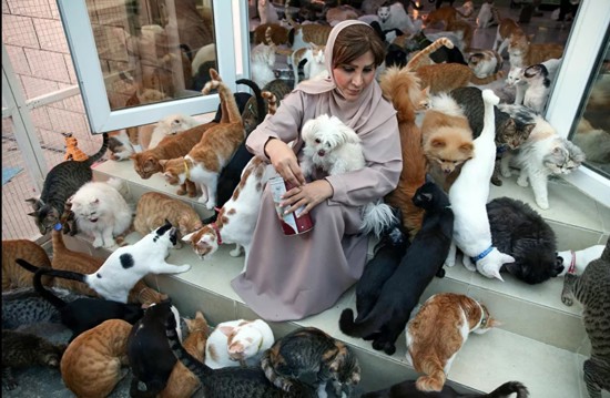 480 قطاً و12 كلباً شريان حياة سيدة عُمانية