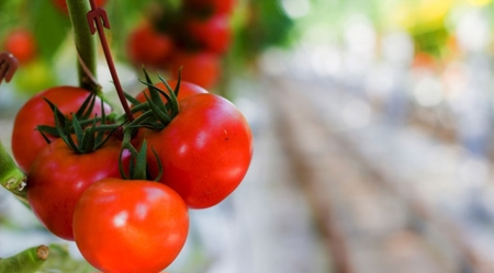 الطماطم التركية.. تغزو الأسواق العالمية بارتفاع صادراتها