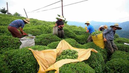 ارتفاع صادرات الشاي خلال 11 شهراً