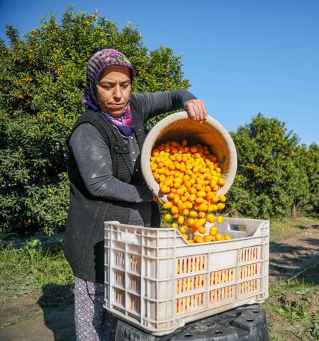 صور:حصد فاكهة الكمكات أو ما يعرف بـ البرتقال الذهبي في انطاليا