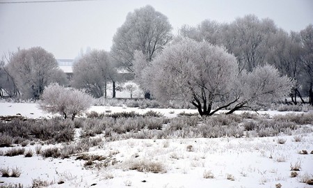 صور الثلوج تغطي منطقة موش التركية .