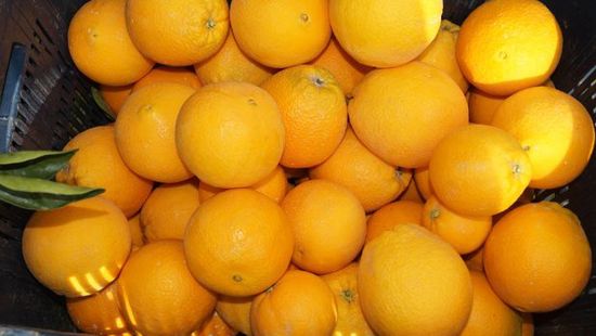 رفع القيود الضمنية على صادرات البرتقال