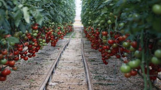 تركيا تحقق نجاح لافت في صادرات البندورة عن عام 2020