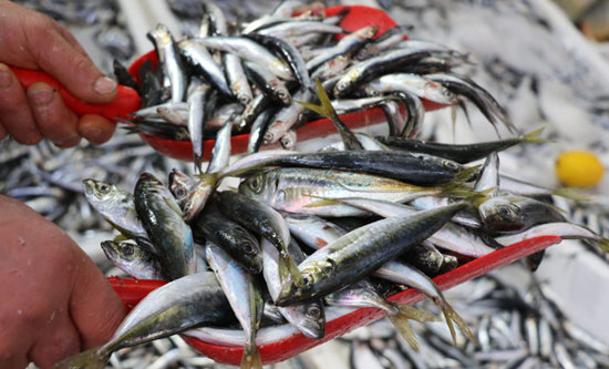 لماذا تم تمديد حظر صيد سمك الأنشوفة في تركيا؟