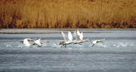 أكبر بحيرات تركيا تستضيف أكبر عدد من الطيور المهاجرة
