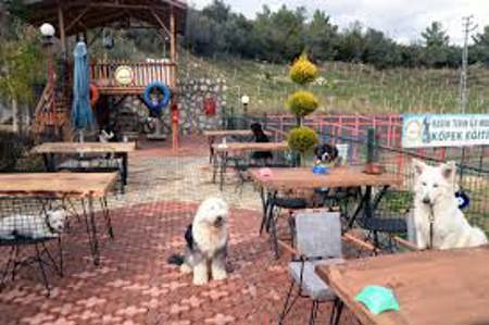 آخر موضة ..مقهى زبائنه كلاب في تركيا