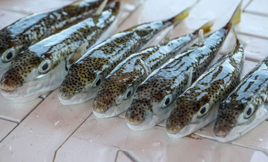 وزارة الصحة التركية تكشف مزاعم تسمم صيادين بسمك النفاخ