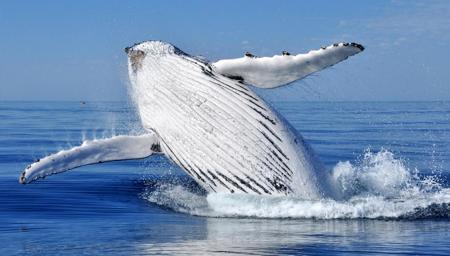 ضجيج الإنسان سبب لهجرة الأسماك و الحيتان